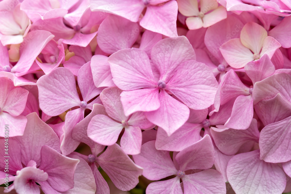Pink hydrangea flower detail Pink hydrangea flower detail