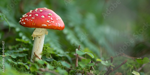 Close up of toadstool mushrooms, fly agaric on the forest floor, Bavaria, Germany