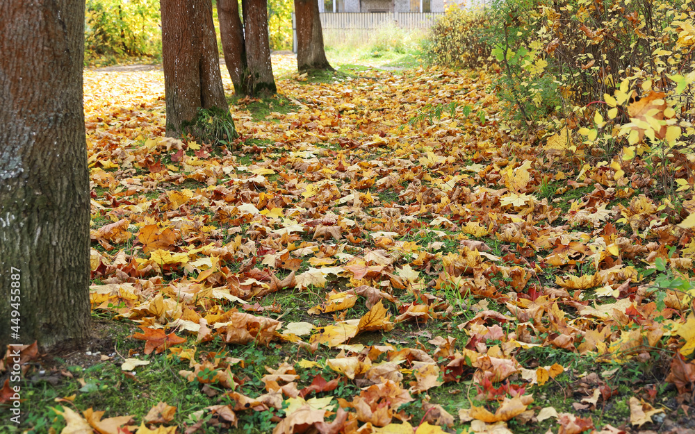 Falling autumn maple leaves under trees in park on green grass Falling autumn maple leaves under trees in park on green grass
