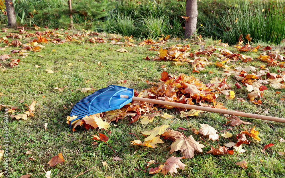 Garden leaf rake is on grass among maple leaves. Sunny bright day for cleaning lawn Garden leaf rake is on grass among maple leaves. Sunny bright day for cleaning lawn