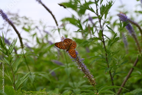 butterfly at hakuba