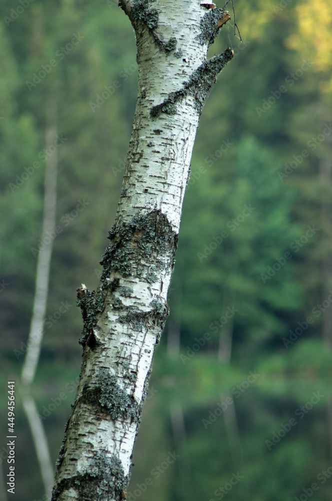 Birch tree on forest background Birch tree on forest background