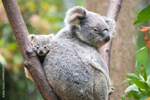 Baby koala   s face resting between a bare branch and it   s mother   s back.