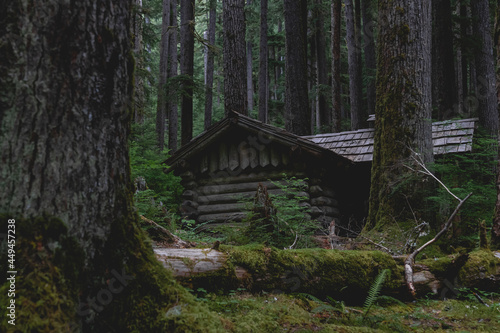 Isolated Rustic Cabin in an old Growth Forest