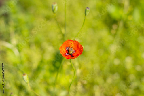 Red poppy flower close up.Beautiful nature background. Background, wallpaper, cover.