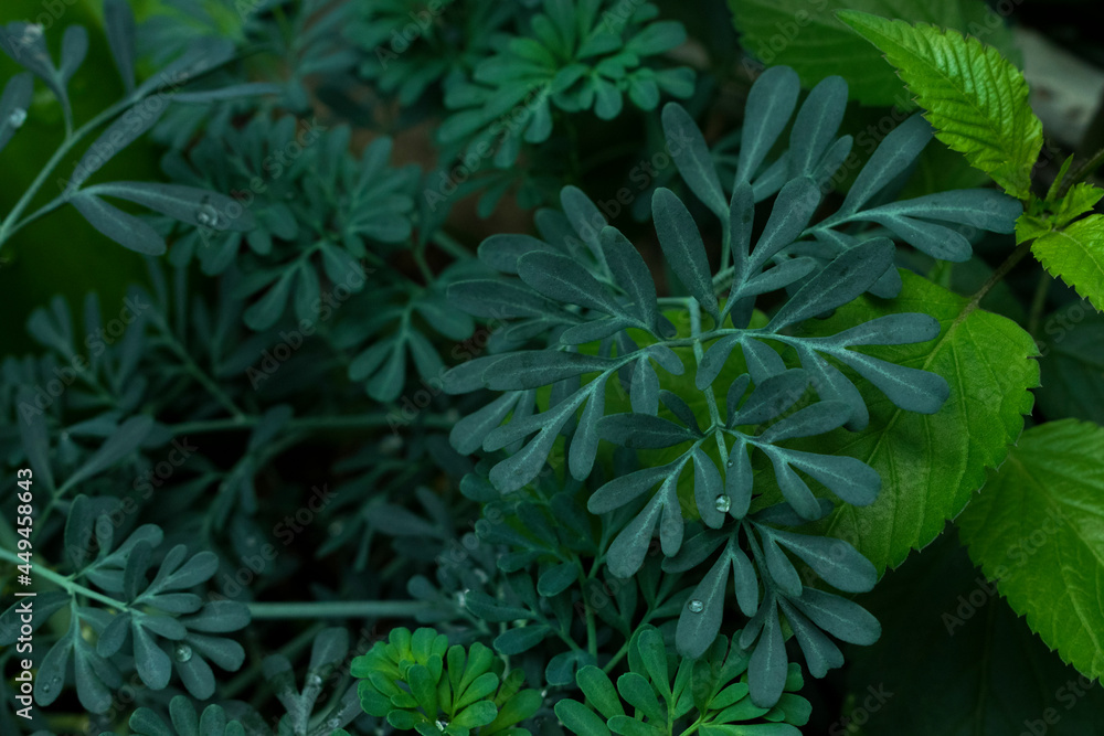 Fototapeta premium Hojas de ruda