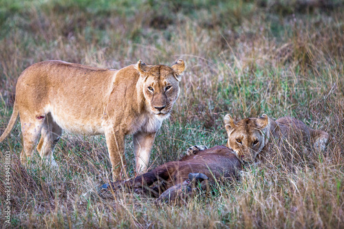 Two lioness eating a buffalo carcass