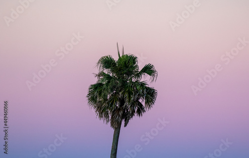 Palm Trees at Sunset in Isumi, Chiba Japan a stunning pink sky can be seen behind the tree. Its a wonderful view. photo