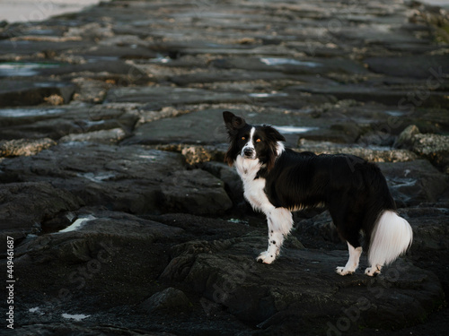 border collie dog on seashore