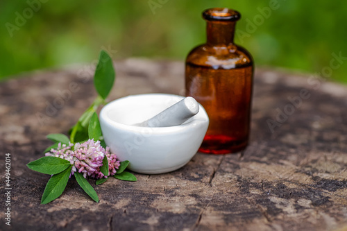 Trifolium medium, zigzag clover next to pharmacy utensils bottle for medicines, pantglas made of dark glass. Laboratory mortar porcelain with pestle for preparation of tincture of medicinal herbs