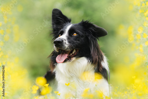 border collie puppy with flowers