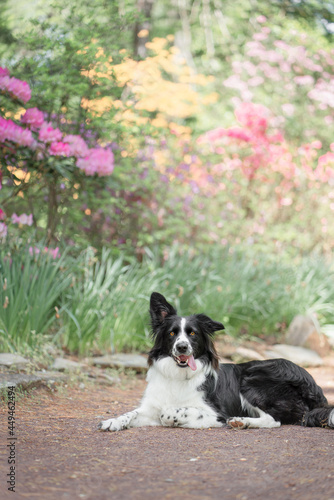 border collie in garden
