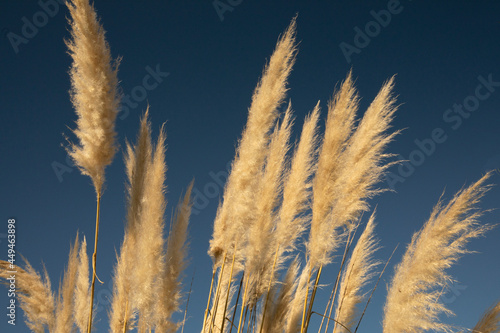 Ornamental grass background. Closeup view of Cortaderia selloana, also known as Pampas grass, ear of golden flowers spring blooming with the blue sky in the background.