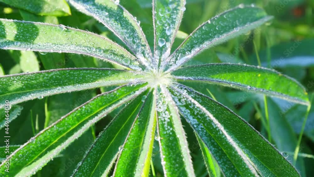 Spring comes after winter, everything reviving and getting into a new season, the ice and snow on the green plants slowly melting, time-lapse Spring comes after winter, everything reviving and getting into a new season, the ice and snow on the green plants slowly melting, time-lapse