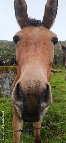 cara caballo