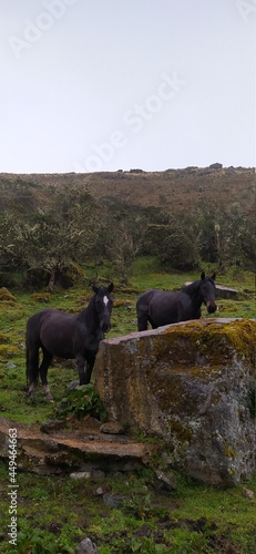 caballos pierda paramo