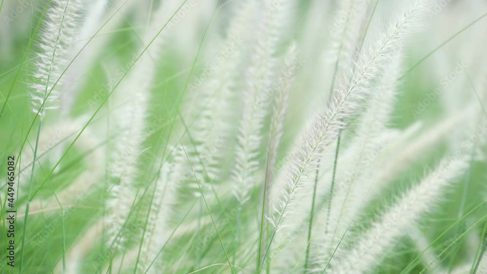 Wild Reeds Grass in meadow Sway From Wind blow. White Grass flowers sway with wind in green field. Meadow Near Pond In Countryside.White reed in green background swaying like wave along wind breeze. Wild Reeds Grass in meadow Sway From Wind blow. White Grass flowers sway with wind in green field. Meadow Near Pond In Countryside.White reed in green background swaying like wave along wind breeze.
