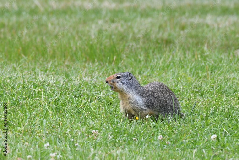 Columbian Ground Squirrel in Glacier National Park Columbian Ground Squirrel in Glacier National Park