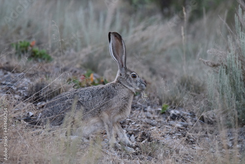 Black Tailed Jackrabbit in Great Basin National Park evening light photo