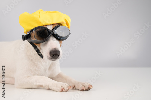 Portrait of jack russell terrier dog in diving goggles and pool cap on white background.