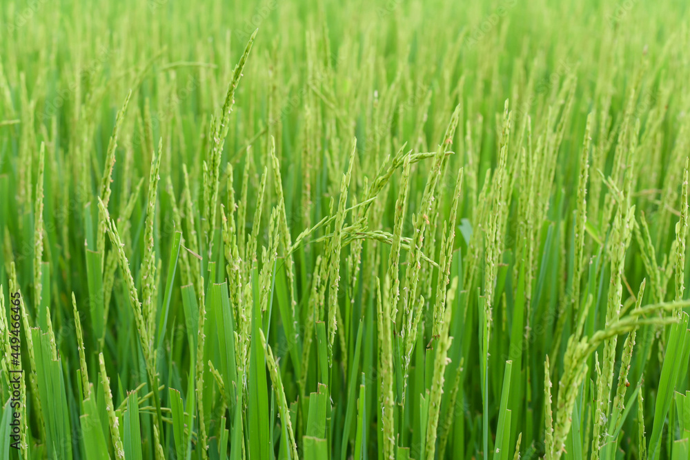 In season, the rice is blooming beautifully. In season, the rice is blooming beautifully.