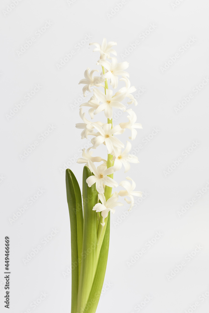 Fototapeta premium white hyacinth close-up on a white background. minimalistic flower arrangement. spring flower