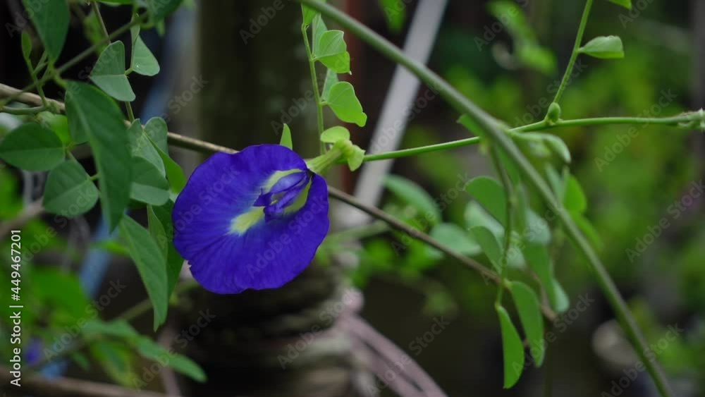 Blue butterfly pea vine plant in the garden. Blue butterfly pea flowers are swaying in the wind. Butterfly pea flower on a green leaf background slow-motion video. Blue butterfly pea vine plant in the garden. Blue butterfly pea flowers are swaying in the wind. Butterfly pea flower on a green leaf background slow-motion video.