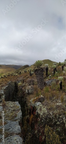 frailejones paramo Boyacá montañas Colombia