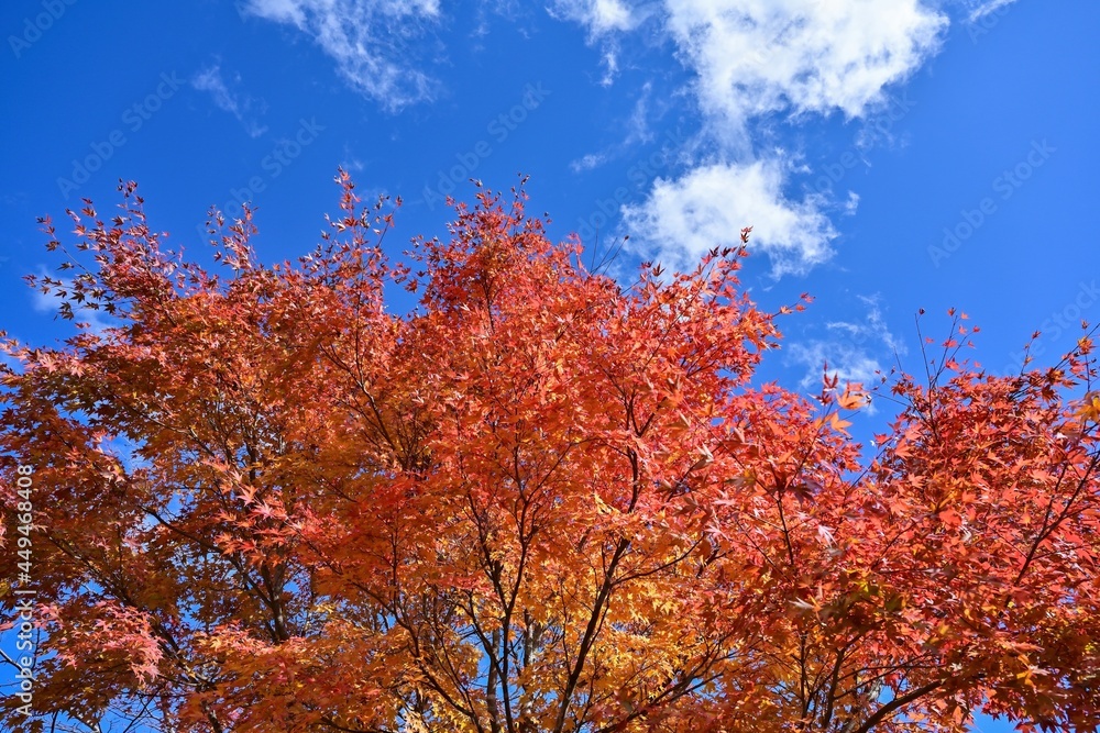 青空バックに見上げるカラフルなモミジの紅葉＠湯ノ湖、栃木