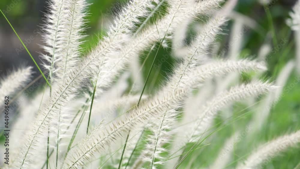 Wild Reeds Grass in meadow Sway From Wind blow. White Grass flowers sway with wind in green field. Meadow Near Pond In Countryside.White reed in green background swaying like wave along wind breeze. Wild Reeds Grass in meadow Sway From Wind blow. White Grass flowers sway with wind in green field. Meadow Near Pond In Countryside.White reed in green background swaying like wave along wind breeze.