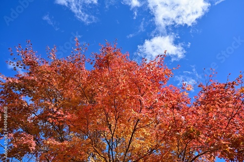青空バックに見上げるカラフルなモミジの紅葉＠湯ノ湖、栃木