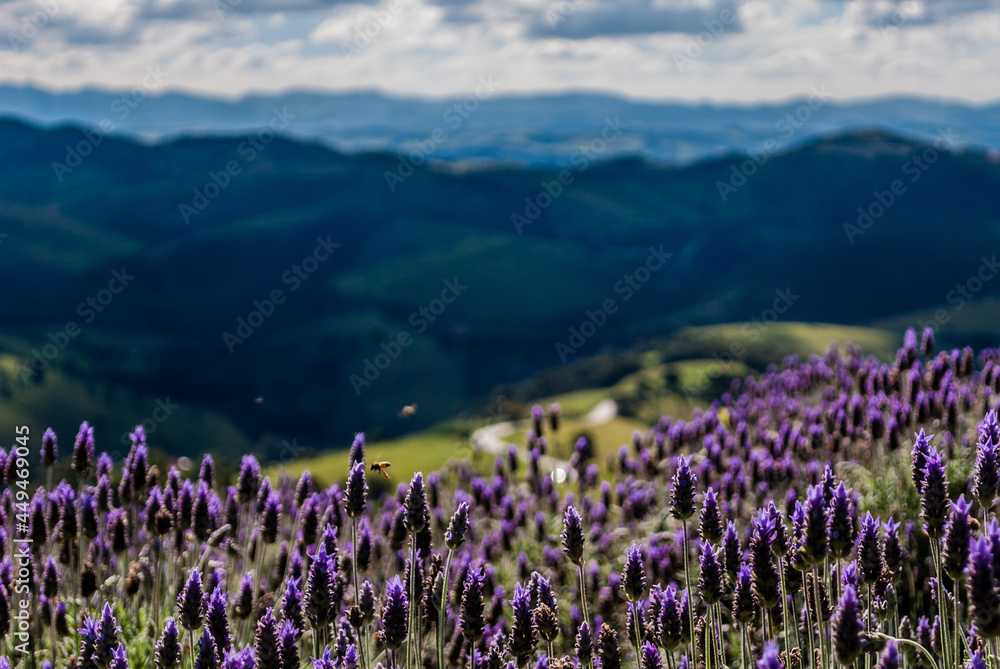Fototapeta premium field of lavender