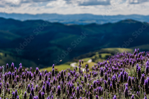 field of lavender © Bruno