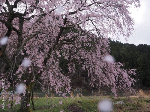 山間部に咲いている桜