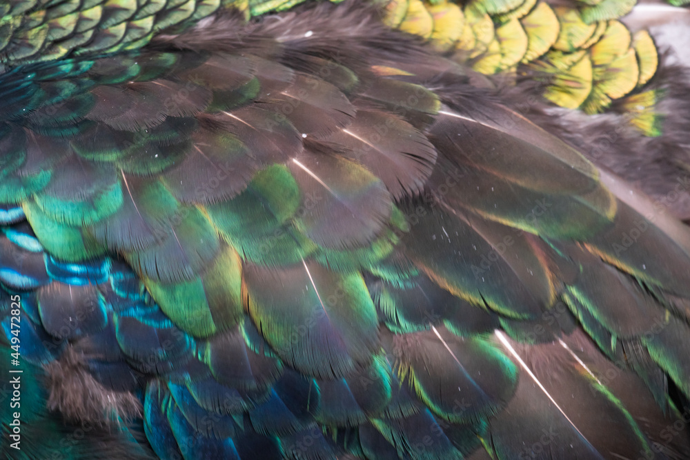 Fototapeta premium The peacock's feathers are being regenerated after shedding off the mating season.