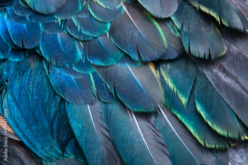 The peacock's feathers are being regenerated after shedding off the mating season. © Benzine