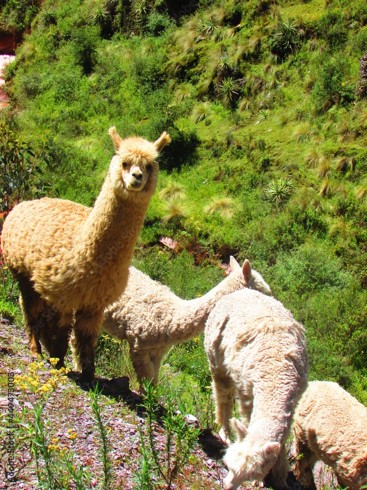 Obraz premium Alpacas en la naturalez