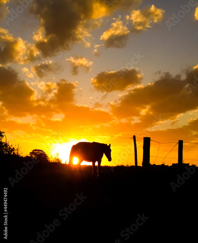 Fototapeta Naklejka Na Ścianę i Meble -  horse farm at sunset