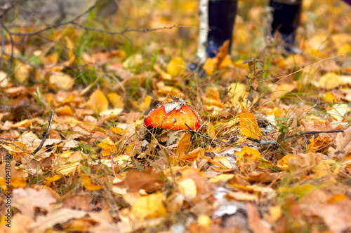 red fly agaric with white specks grows in the forest in autumn through yellow leaves close-up