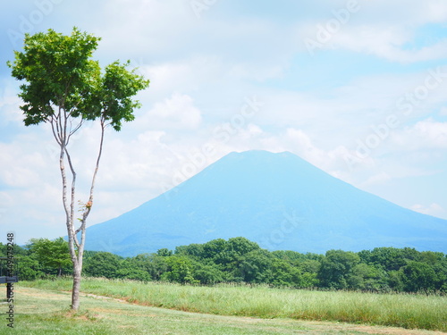 北海道の風景 ニセコ羊蹄山と一本の木