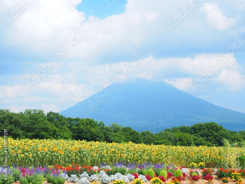 北海道の風景 ニセコ羊蹄山と花畑