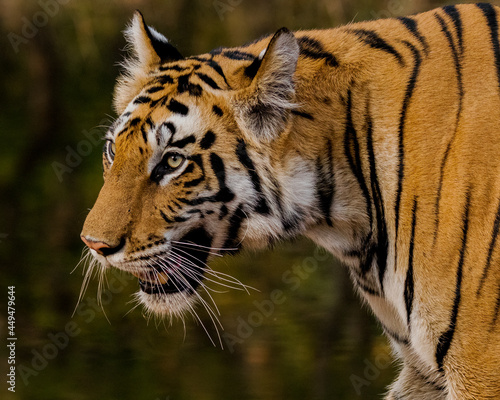 Tiger Portrait of head 