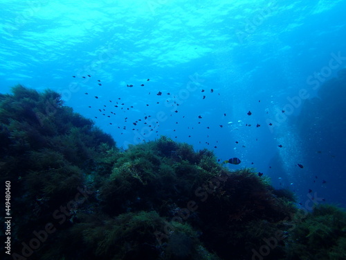 Fototapeta Naklejka Na Ścianę i Meble -  Scuba Diving