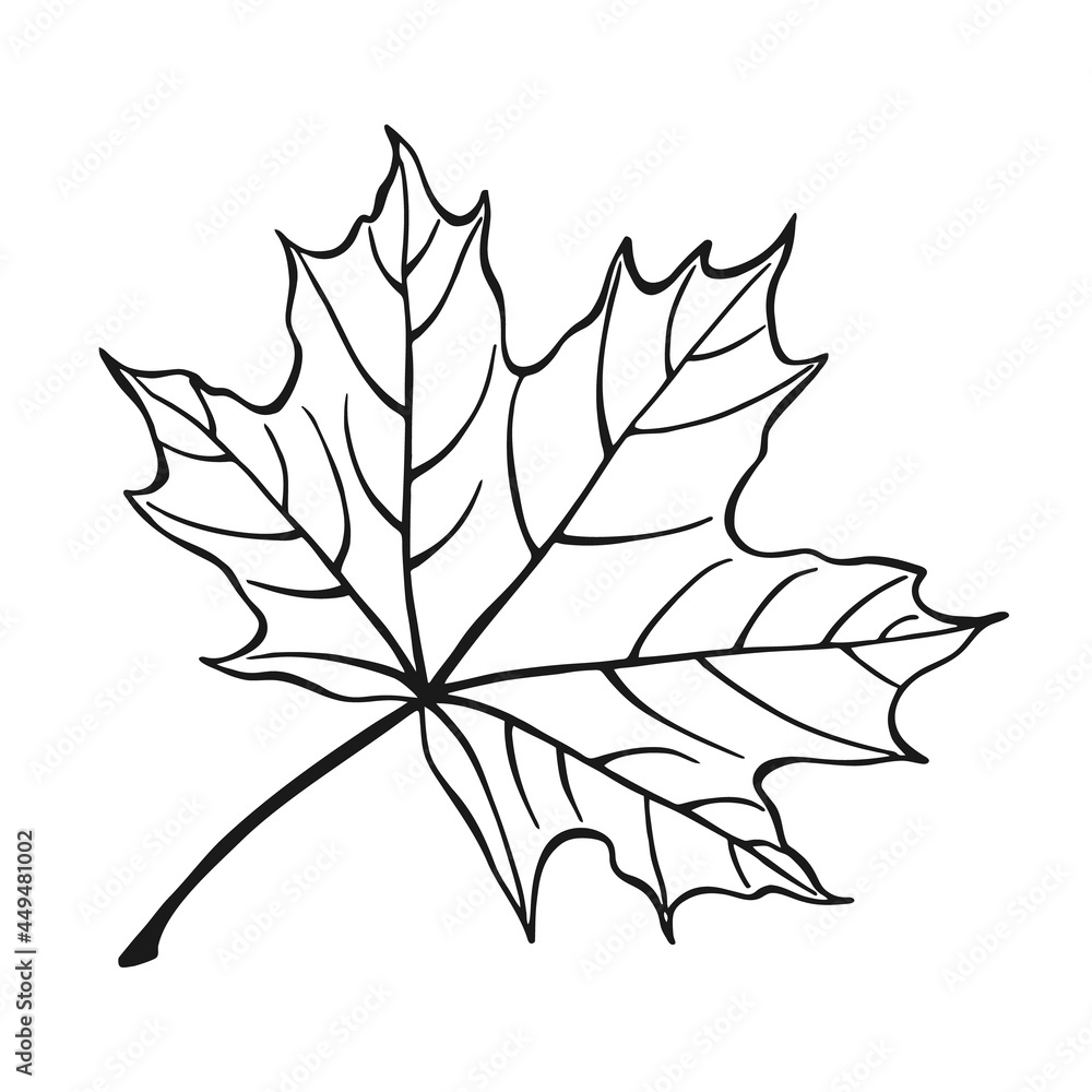 Naklejka premium Hand drawn maple leaf outline. Maple leaf in line art style isolated on white background.