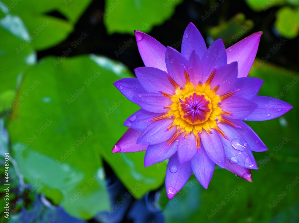 Closeup Purple violet flower water lily Nymphaea nouchali ,Egyptian lotus plants with soft selective focus for pretty background ,macro image ,delicate beauty of nature ,tropical garden ,flower head Closeup Purple violet flower water lily Nymphaea nouchali ,Egyptian lotus plants with soft selective focus for pretty background ,macro image ,delicate beauty of nature ,tropical garden ,flower head