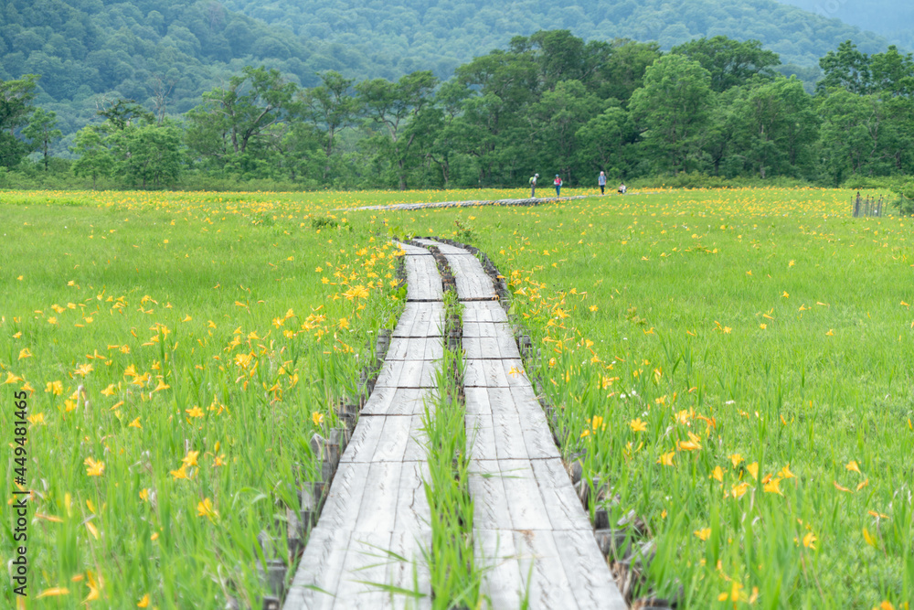 福島県、新潟県、群馬県にある尾瀬ヶ原をハイキングしている風景 Scenery of hiking in Ose-ga-hara in Fukushima, Niigata and Gunma prefectures. 福島県、新潟県、群馬県にある尾瀬ヶ原をハイキングしている風景 Scenery of hiking in Ose-ga-hara in Fukushima, Niigata and Gunma prefectures.