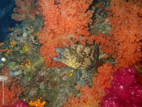 Barred moray