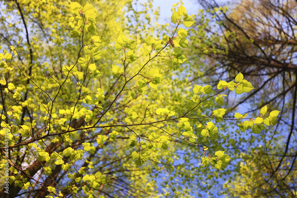 green leaves tree branches background summer abstract season summer nature young forest