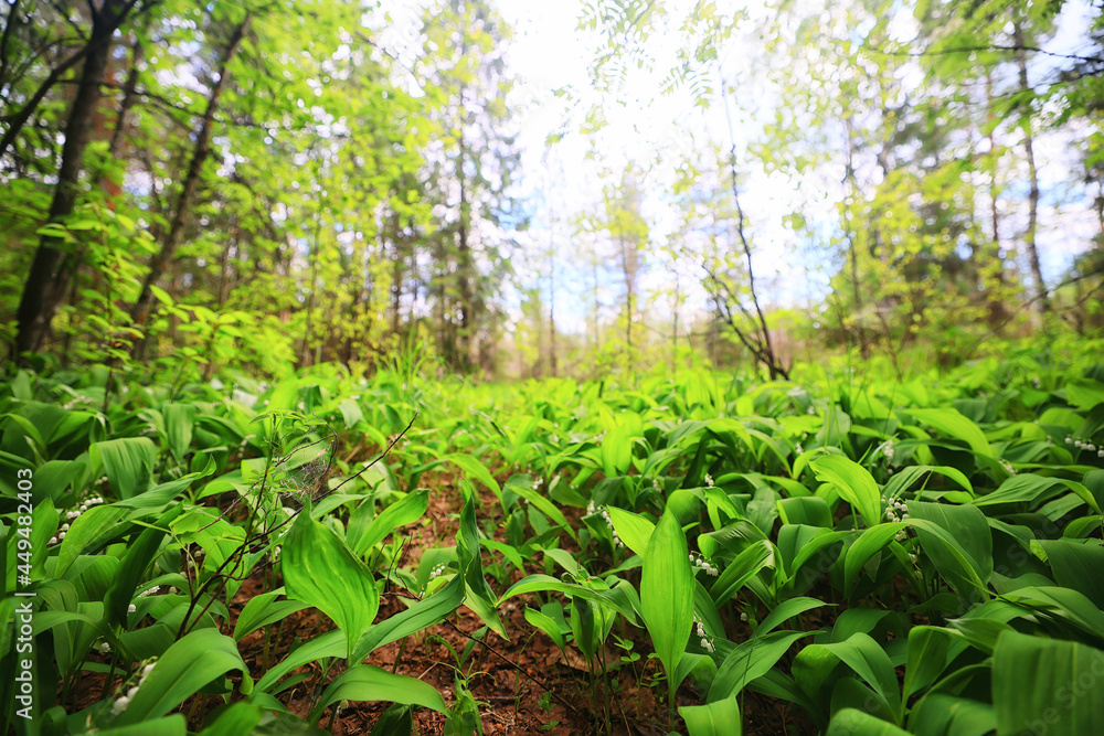 lilies of the valley leaves green background, nature fresh green garden texture