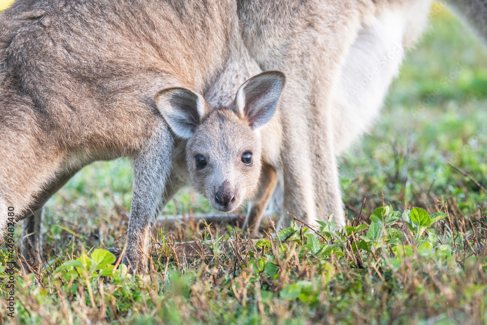 Close up of joey’s head while in it’s mother’s pouch looking at the camera. Close up of joey’s head while in it’s mother’s pouch looking at the camera.